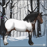 Horse Color:Brown Appaloosa 