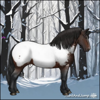 Horse Color:Brown Appaloosa 