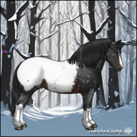 Horse Color:Brown Appaloosa 