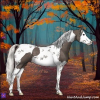 Horse Color:Silver Black Splash Tobiano 