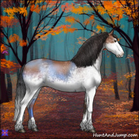 Horse Color:White Spotted Bay Splash 