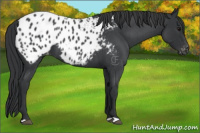 Horse Color:Blue Roan Appaloosa 