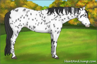 Horse Color:Blue Roan Near Leopard 