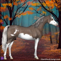 Horse Color:Silver Black Splash Frame Varnish 