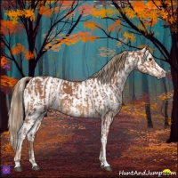 Horse Color:Chestnut Sabino  and Chestnut Sabino 