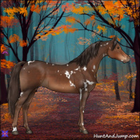 Horse Color:White Spotted Liver Chestnut 