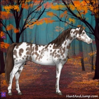Horse Color:White Spotted Liver Chestnut Appaloosa 