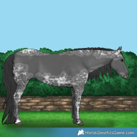 Horse Color:Black Ice 