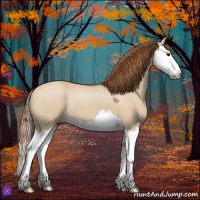 Horse Color:Red Dun Splash 