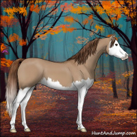 Horse Color:Red Dun Splash 