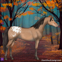 Horse Color:Bay Dun Appaloosa 