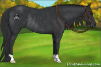 Horse Color:Black Rabicano 