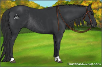Horse Color:Black Rabicano 