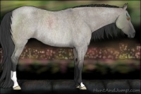 Horse Color:Grullo Roan Rabicano 