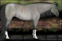 Horse Color:Grullo Roan Rabicano 