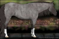 Horse Color:Smoky Blue Roan 