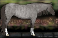 Horse Color:Smoky Blue Roan Rabicano 