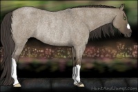 Horse Color:Smoky Grullo Roan Rabicano 