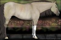 Horse Color:Smoky Grullo Roan Rabicano 