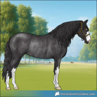 Horse Color:Smoky Black Rabicano 