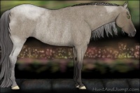 Horse Color:Smoky Grullo Roan Rabicano 