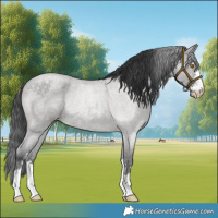 Horse Color:Grullo Roan Rabicano 