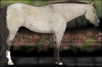 Horse Color:Smoky Grullo Roan 