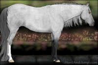 Horse Color:Blue Roan 