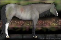 Horse Color:Grullo Roan Rabicano 
