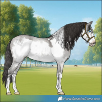 Horse Color:Smoky Grullo Roan Frame Rabicano 