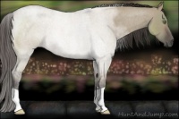 Horse Color:Smoky Grullo Roan Rabicano 