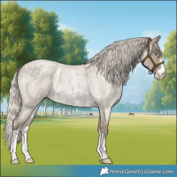 Horse Color:Silver Smoky Grullo Roan Sabino