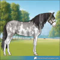 Horse Color:Smoky Grullo Sabino Rabicano