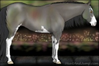Horse Color:Grullo Sabino