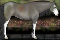 Horse Color:Grullo Sabino 