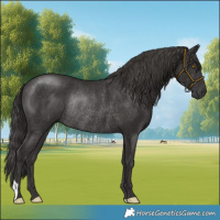 Horse Color:Smoky Black Rabicano 