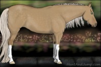Horse Color:Silver Smoky Grullo 