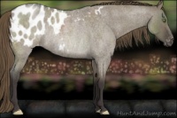 Horse Color:Smoky Grullo Roan Appaloosa Rabicano 