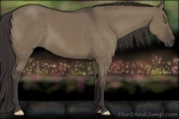 Horse Color:Smoky Grullo 