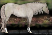 Horse Color:Silver Grullo Roan Rabicano 