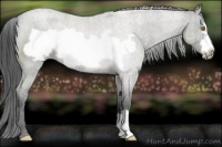 Horse Color:Grullo Roan Frame Rabicano 