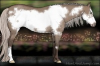 Horse Color:Silver Grullo Frame Rabicano 