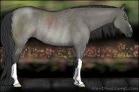 Horse Color:Grullo Roan Rabicano 