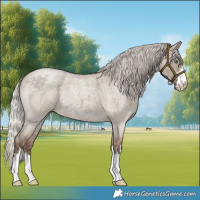 Horse Color:Silver Grullo Roan 