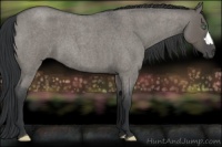 Horse Color:Grullo Roan 