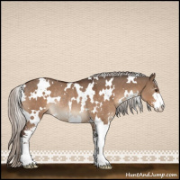 Horse Color:White Spotted Silver Brown Dun Sabino Rabicano 