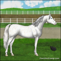 Horse Color:Cremello Dun Appaloosa 