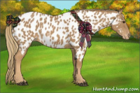 Horse Color:Chestnut Appaloosa 
