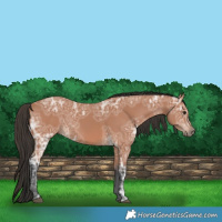 Horse Color:Bay Ice 