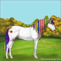 Horse Color:Painted Bay Dun Tobiano Frame Rabicano 
